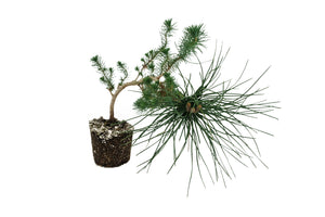 Bonsai Special | Italian Stone Pine (D9)