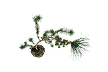 Load image into Gallery viewer, Bonsai Special | Italian Stone Pine (D9)