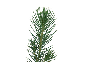 Italian Stone Pine | Small Tree Seedling | The Jonsteen Company