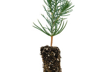 Load image into Gallery viewer, Italian Stone Pine | Small Tree Seedling | The Jonsteen Company