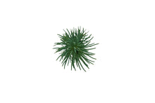 Load image into Gallery viewer, Italian Stone Pine | Small Tree Seedling | The Jonsteen Company