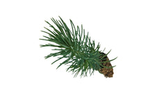 Load image into Gallery viewer, Italian Stone Pine | Small Tree Seedling | The Jonsteen Company