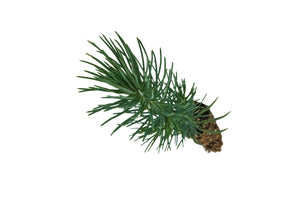Italian Stone Pine | Small Tree Seedling | The Jonsteen Company