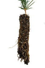 Load image into Gallery viewer, Italian Stone Pine | Small Tree Seedling | The Jonsteen Company