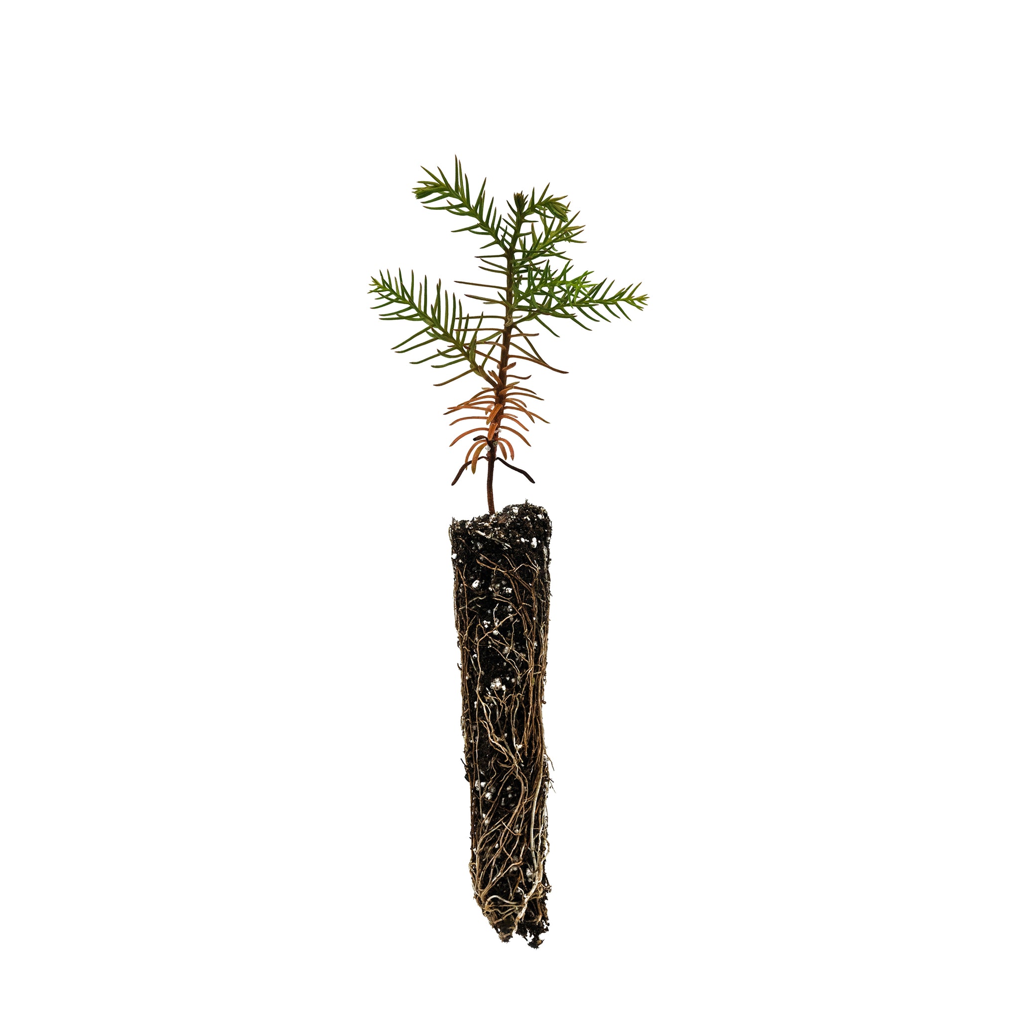 japanese red cedar house plant Japanese Cedar
