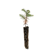 Load image into Gallery viewer, Japanese Cedar | Small Tree Seedling | The Jonsteen Company