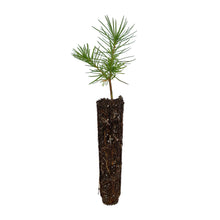 Load image into Gallery viewer, Japanese Larch | Small Tree Seedling | The Jonsteen Company