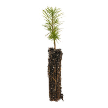 Load image into Gallery viewer, Japanese Larch | Small Tree Seedling | The Jonsteen Company