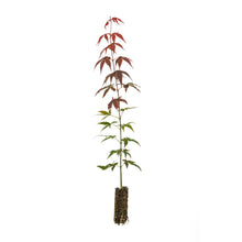 Load image into Gallery viewer, Japanese Red Maple | Medium Tree Seedling