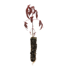 Load image into Gallery viewer, Japanese Red Maple | Small Tree Seedling | The Jonsteen Company