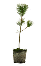 Load image into Gallery viewer, Bonsai Special | Japanese Black Pine (B1)
