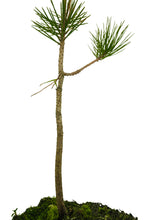 Load image into Gallery viewer, Bonsai Special | Japanese Black Pine (B1)