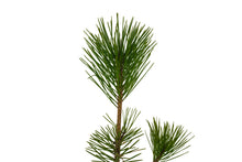 Load image into Gallery viewer, Bonsai Special | Japanese Black Pine (B1)