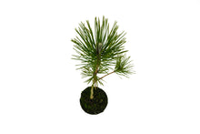 Load image into Gallery viewer, Bonsai Special | Japanese Black Pine (B1)