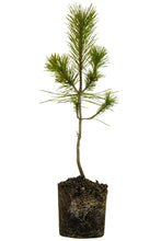 Load image into Gallery viewer, Bonsai Special | Japanese Black Pine (B6)