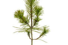 Load image into Gallery viewer, Bonsai Special | Japanese Black Pine (B6)