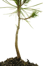 Load image into Gallery viewer, Bonsai Special | Japanese Black Pine (B6)