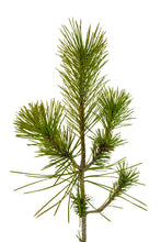 Load image into Gallery viewer, Bonsai Special | Japanese Black Pine (B6)