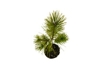 Load image into Gallery viewer, Bonsai Special | Japanese Black Pine (B6)