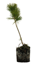 Load image into Gallery viewer, Bonsai Special | Japanese Black Pine (D6)