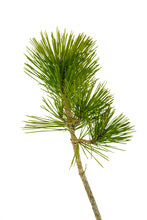 Load image into Gallery viewer, Bonsai Special | Japanese Black Pine (D6)