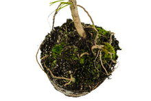 Load image into Gallery viewer, Bonsai Special | Japanese Black Pine (D6)