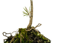 Load image into Gallery viewer, Bonsai Special | Japanese Black Pine (D6)