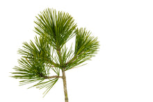 Load image into Gallery viewer, Bonsai Special | Japanese Black Pine (D6)