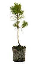 Load image into Gallery viewer, Bonsai Special | Japanese Black Pine (E2)