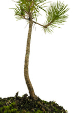 Load image into Gallery viewer, Bonsai Special | Japanese Black Pine (E2)