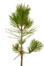 Load image into Gallery viewer, Bonsai Special | Japanese Black Pine (E2)