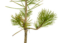 Load image into Gallery viewer, Bonsai Special | Japanese Black Pine (E2)