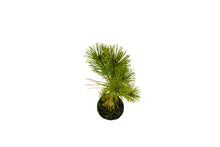 Load image into Gallery viewer, Bonsai Special | Japanese Black Pine (E2)