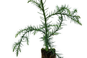 Japanese Cedar | Medium Tree Seedling | The Jonsteen Company