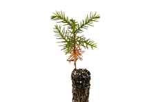 Load image into Gallery viewer, Japanese Cedar | Small Tree Seedling | The Jonsteen CompanyJapanese Cedar | Small Tree Seedling | The Jonsteen Company