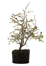 Load image into Gallery viewer, Bonsai Special | Japanese Larch (C3)