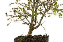 Load image into Gallery viewer, Bonsai Special | Japanese Larch (C3)