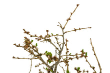 Load image into Gallery viewer, Bonsai Special | Japanese Larch (C3)