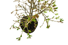 Load image into Gallery viewer, Bonsai Special | Japanese Larch (C3)