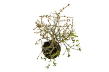 Load image into Gallery viewer, Bonsai Special | Japanese Larch (C3)