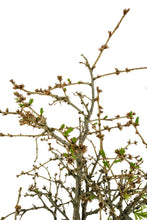 Load image into Gallery viewer, Bonsai Special | Japanese Larch (C3)