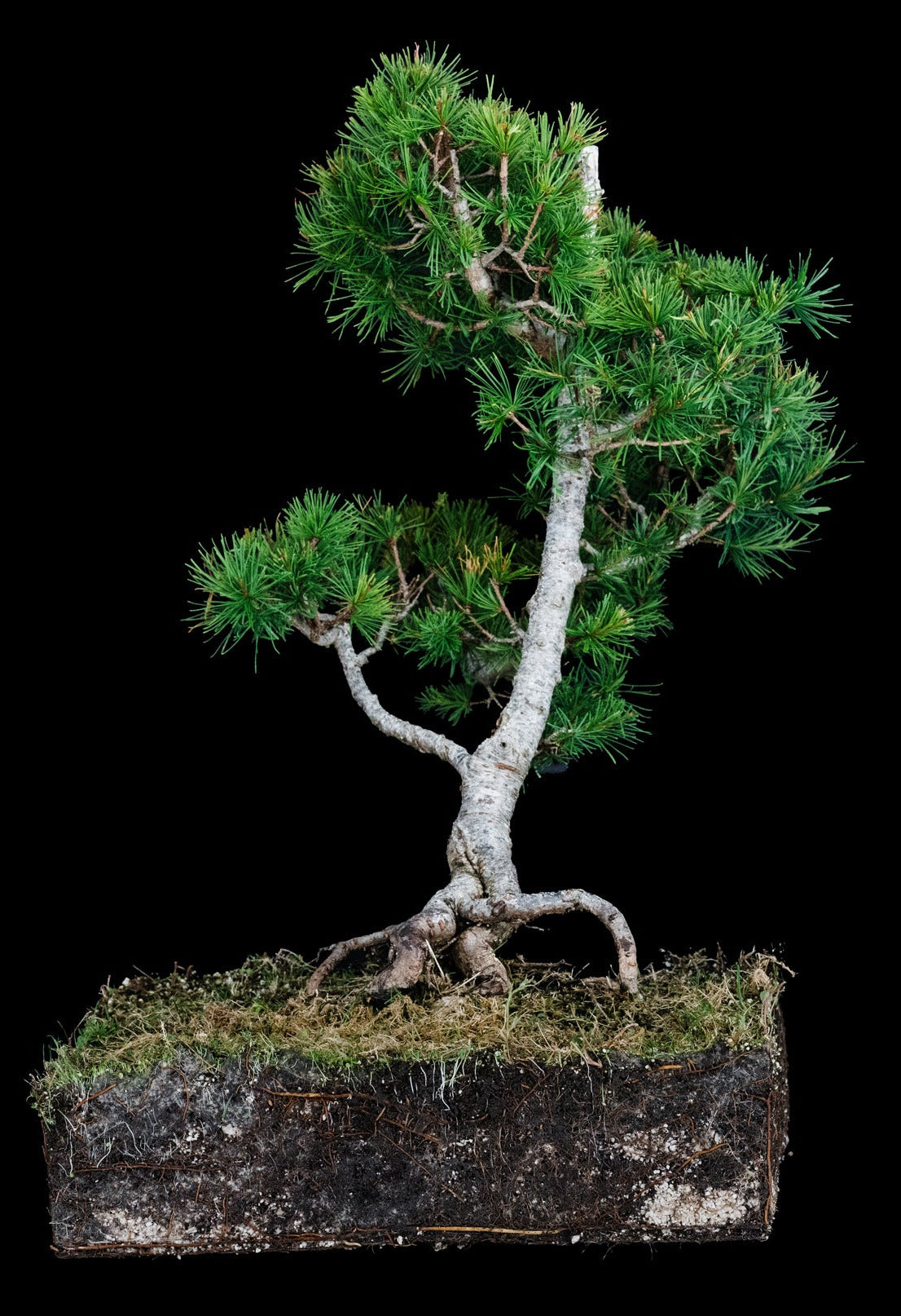 Bonsai Special | Japanese Larch (C3) – The Jonsteen Company