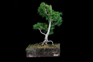 Bonsai Special | Japanese Larch (C3)
