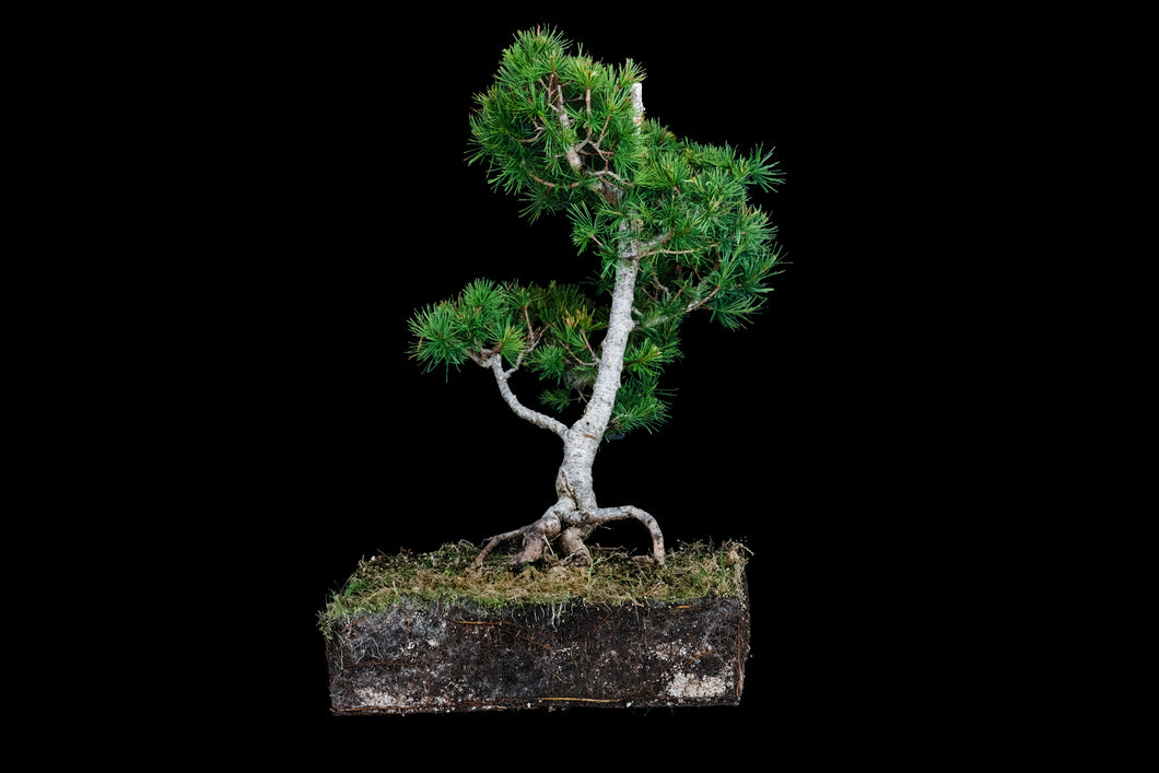 Bonsai Special | Japanese Larch (C3)