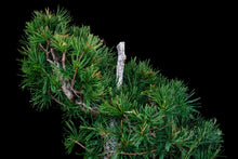 Load image into Gallery viewer, Bonsai Special | Japanese Larch (C3)