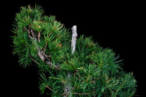 Bonsai Special | Japanese Larch (C3)