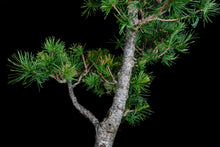 Load image into Gallery viewer, Bonsai Special | Japanese Larch (C3)