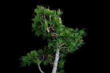 Load image into Gallery viewer, Bonsai Special | Japanese Larch (C3)