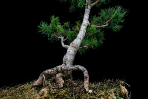 Bonsai Special | Japanese Larch (C3)