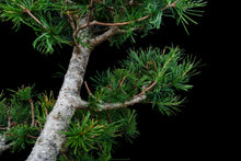 Load image into Gallery viewer, Bonsai Special | Japanese Larch (C3)